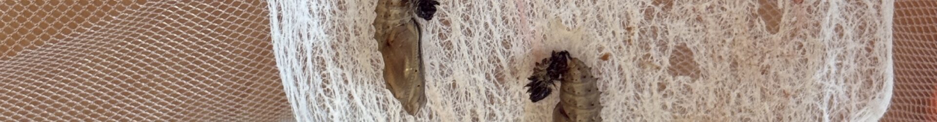 Das Wunder der Metamorphose